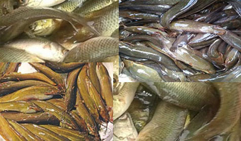 Kai Sheng Magu farming changed the fate of the people