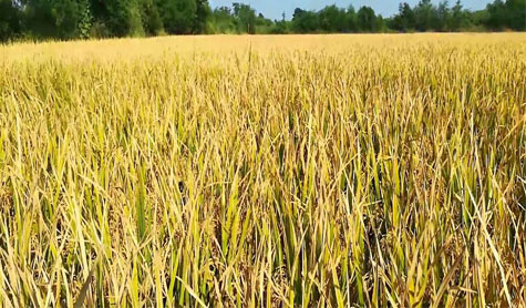 Kushi rice production technology