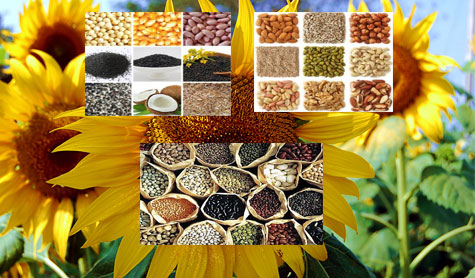 Know different aspects of different oil seeds