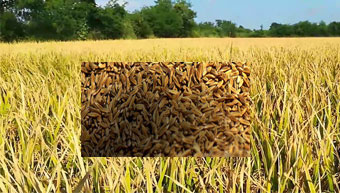 Government price 1040, trader 600