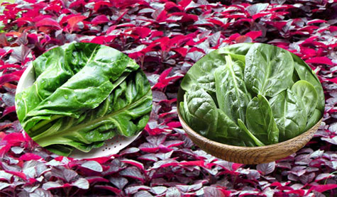 Lal Palong Pui Cultivation